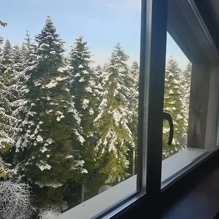 Forest View * Borowec