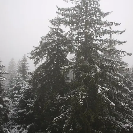 Apartament Forest View *