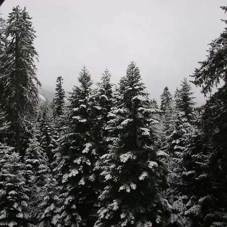 Forest View Apartament *