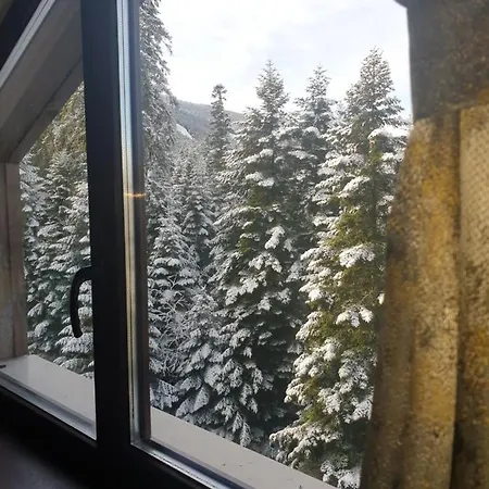 Forest View * Borowec