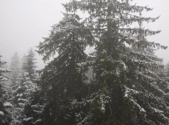 Appartamento Forest View *